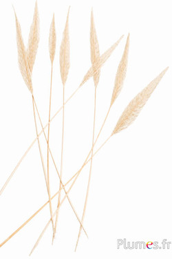Goudfazant pijl - 30-40 cm - wit-crème